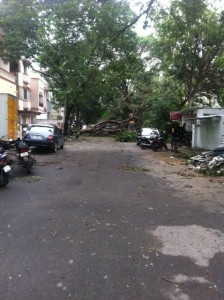 Fallen trees in Chennai Streets