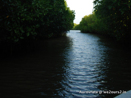 Pichavaram mangrove forest