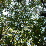 Pichavaram mangrove forest, Tamil Nadu - Only In India