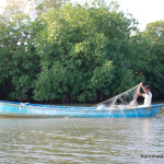 Pichavaram mangrove forest, Tamil Nadu - Only In India