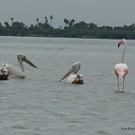 Pulicat Bird Sanctuary, Tamil Nadu Only In India