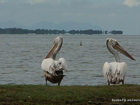 Pulicat Lake (プリカット湖)、鳥類保護地区、Tamil Nadu